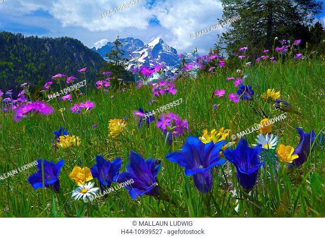 Germany, Bavaria, Werdenfels land, country, Garmisch-Partenkirchen, meadow, flowers, Alpine, flowers, mountain flowers, gentian, sore clover, crowfoot, daisy