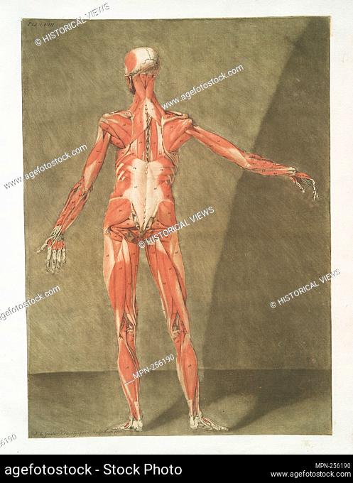 Cette planche représente les Muscles qui font situés immédiatement sous les précédens, Pl. 8 Additional title: Muscles of the human body, posterior view