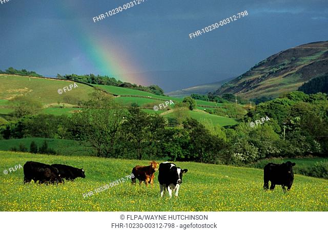 Domestic Cattle, herd grazing in herb filled pasture, under rainbow, Cumbria, England, may