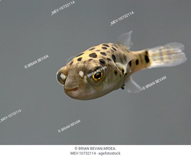 FISH, Green Pufferfish - front top view (Tetraodon nigroviridis)