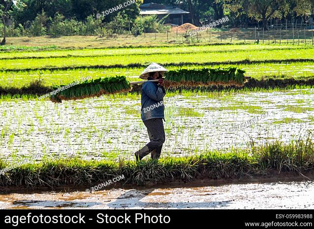 Local villagers working in a rice field in the Champasak valley, Laos in Southeast Asia