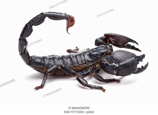 Scorpion, close up