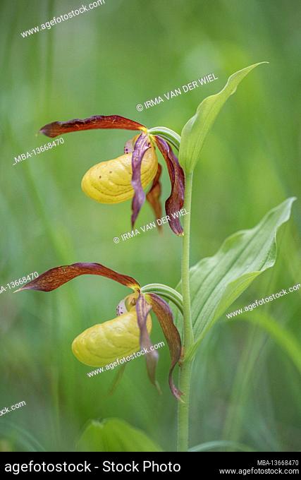 Orchid lady's slipper, photographed with a macro vintage lens