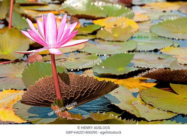 Red Indian water lily - opend flower (Nymphaea pubescens) - Tale Noi - Patthalung - Thailand