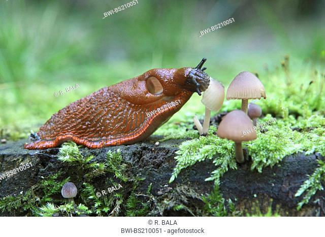 Red slug, Large red slug, Greater red slug, Chocolate arion, European red slug (Arion rufus, Arion ater ssp. rufus), snail eating fungus, Germany
