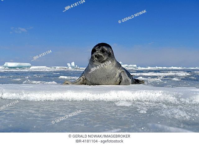 Baikal seal (Pusa sibirica, Phoca sibirica), offspring, freshwater seal lying on the ice, frozen lake Baikal, Siberia, Russia