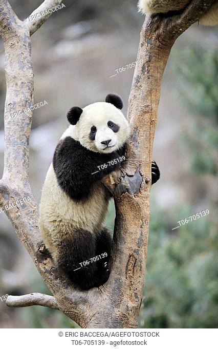 Subadult giant panda climbing in a tree (Ailuropoda melanoleuca) Wolong Nature Reserve, China
