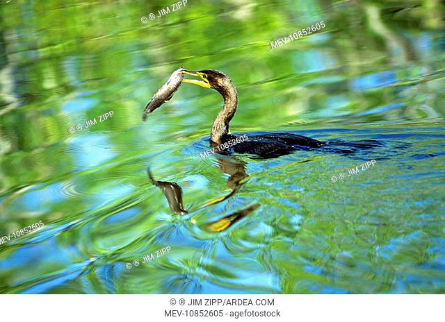 Crested Cormorant - with fish in beak (Phalacrocorax auritus). Everglades National Park, USA