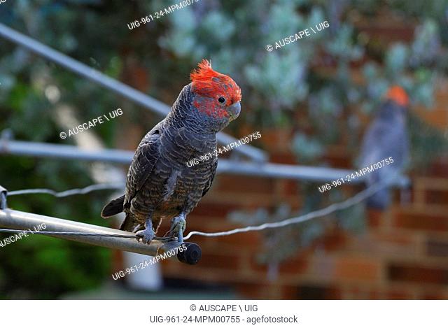 Gang-gang cockatoo, Callocephalon fimbriatum, young male perched on clothes line in suburban garden, with a second in the background