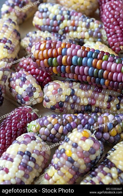 Lots of corn on the cob with colorful grains
