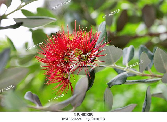 New Zealand Christmas Tree (Metrosideros excelsa, Metrosideros tomentosa, Nania tomentosa), blooming