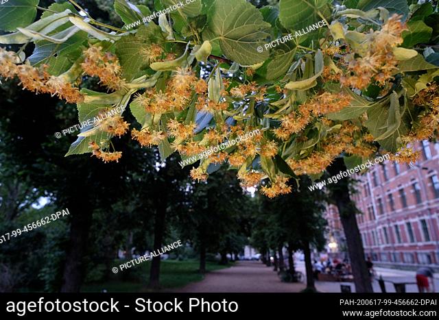 16 June 2020, Saxony, Leipzig: Flowers of the large-leaved linden (Tilia platyphyllos) in a green area. Photo: Sebastian Willnow/dpa-Zentralbild/ZB