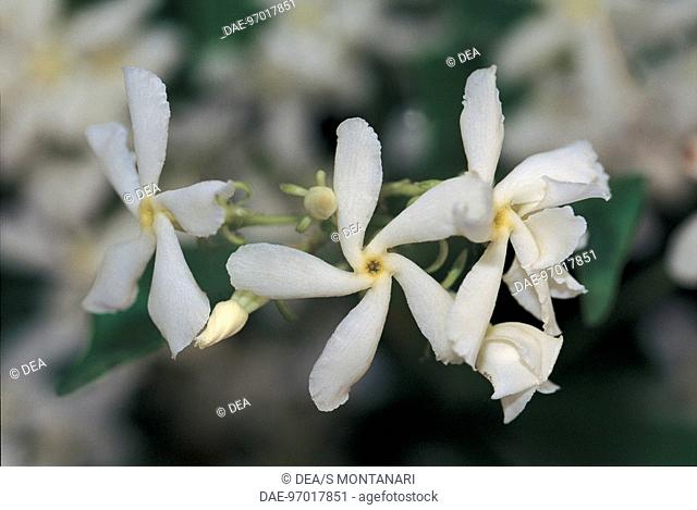 Botany - Oleaceae. Winter jasmine (Jasminum polyanthum). Detail