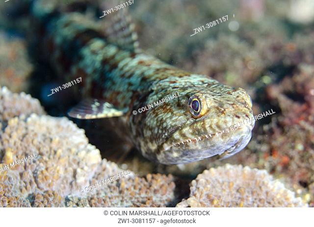 Reef Lizardfish (Synodus variegatus, Synodontidae family) on black sand, USAT (US Army Transport) Liberty wreck dive site, Tulamben, east Bali, Indonesia