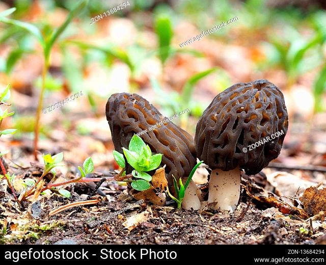 Morchella elata is a species of fungus in the family Morchellaceae. It is one of many related species commonly known as black morels. M