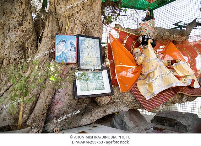 Kadamba tree in vrindavan, uttar pradesh, india, asia