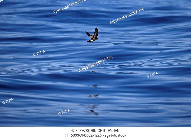 Wilson's Storm-petrel (Oceanites oceanicus) adult, in flight over sea, Algarve, Portugal, October