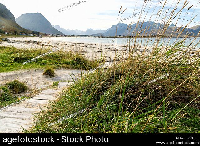 Norway, Lofoten, Flakstadøya, Ramberg Strand, dune grass