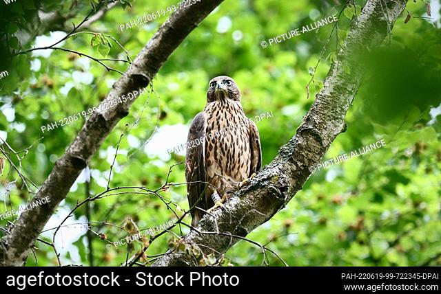 11 June 2022, Berlin: 11.06.2022, Berlin. A young goshawk (Accipiter gentilis) sits on the branch of a birch tree in the district of Steglitz-Zehlendorf