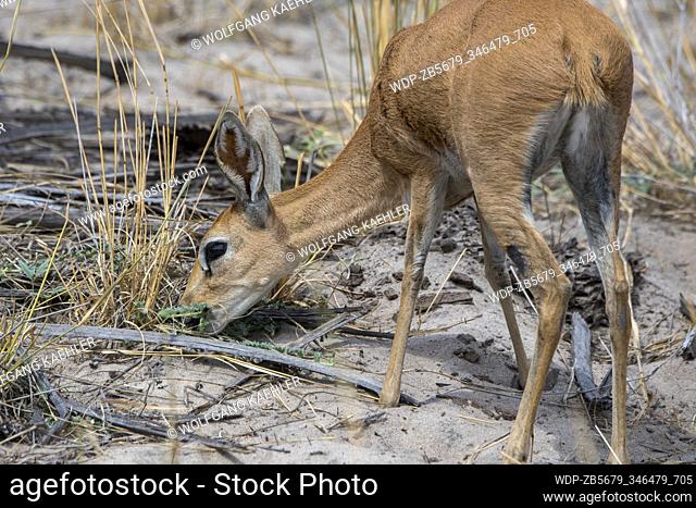 Close-up of a female Steenbok (Raphicerus campestris) feeding in the Jao Concession, Okavango Delta in Botswana