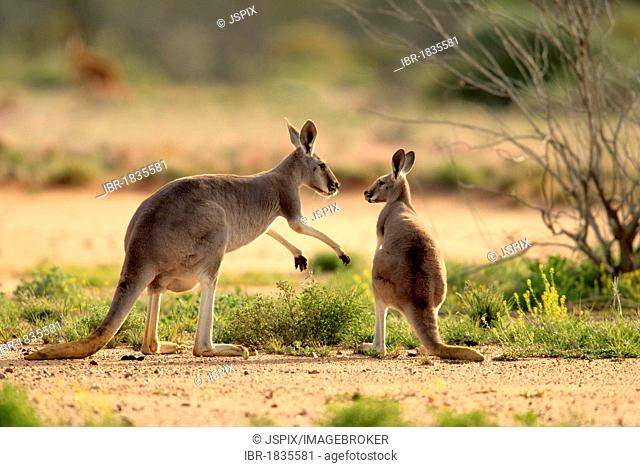 Red Kangaroo (Macropus rufus) adult female and young, Tibooburra, Sturt National Park, New South Wales, Australia