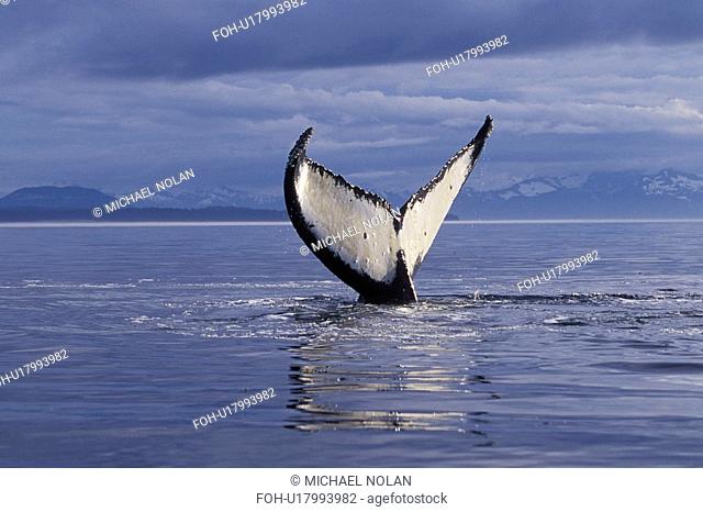 Humpback Whale Megaptera novaeangliae Adult, fluke-up dive, Frederick Sound, Southeast Alaska, USA. Pacific Ocean