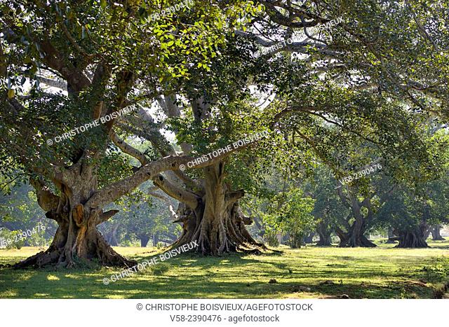 Giant fig trees, Pindaya, Shan State, Myanmar