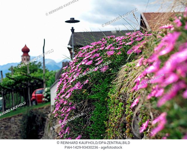 Purple-blooming climbing plants on a wall in the town of Tschars in Vinschgau in South Tyrol. In the background is the tower of the gothic St