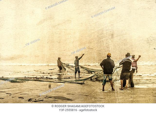Fishermen hauling in their nets in a thick morning fog, The net contained three tonnes of mullet also know as harders or springers