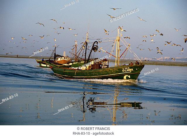 Sea birds following fishing boats returning to harbour in the early morning, near Alhao, Algarve, Portugal, Europe