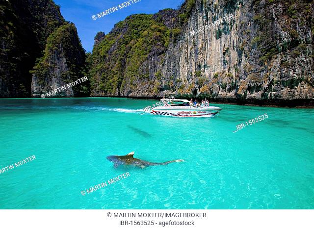 Motor yacht in secluded bay with sharks swimming in the water, Ko Phi Phi Island, Phuket, Thailand, Southeast Asia, Asia