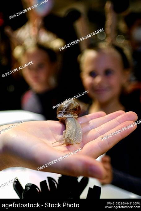 28 August 2021, Lower Saxony, Oldenburg: A snail crawls over a hand at the edge of the snail race and is watched by children