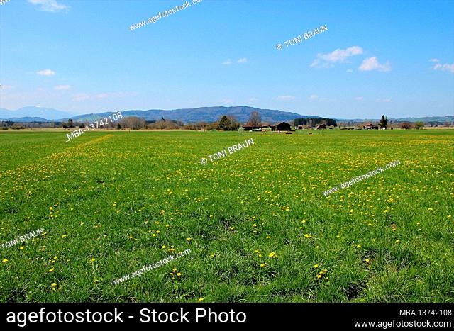 Dandelion meadow near Benediktbeuern, blue sky, Germany, Bavaria, Upper Bavaria, Tölzer Land