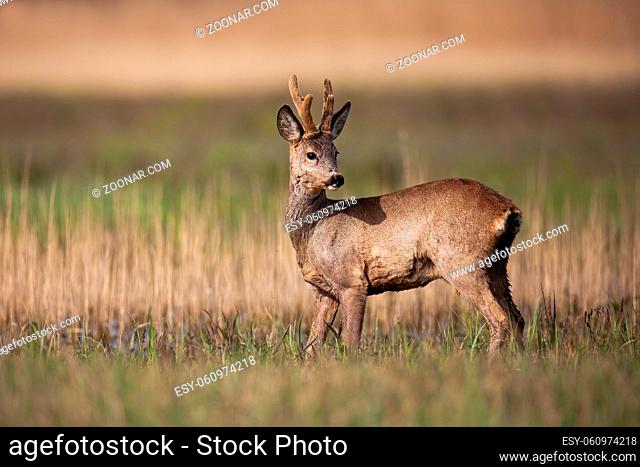 Roe deer buck with new antlers growing standing on a meadow in spring nature. Male mammal with brown fur looking behind over shoulder on a sunny day in...