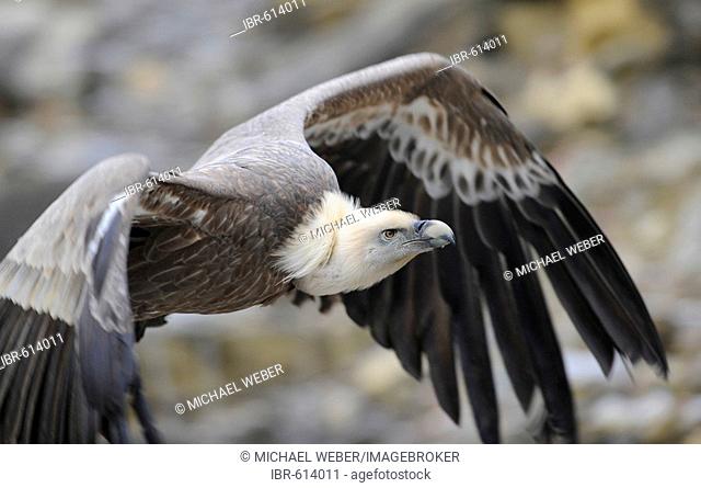 Griffon Vulture (Gyps vulvus)