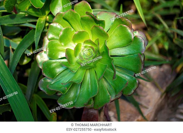 Closeup of an Aeonium Arboreum plant growing somewhere in a garden in Cornwall