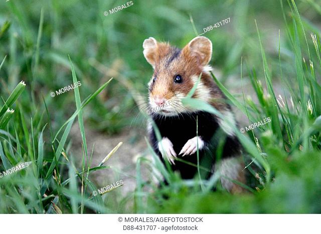 Common hamster (Cricetus cricetus)