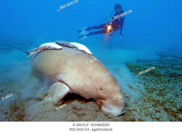 Diver and dugong, Abu Dabab, Marsa Alam, Egypt, Africa, Red Sea / (Dugong dugong)