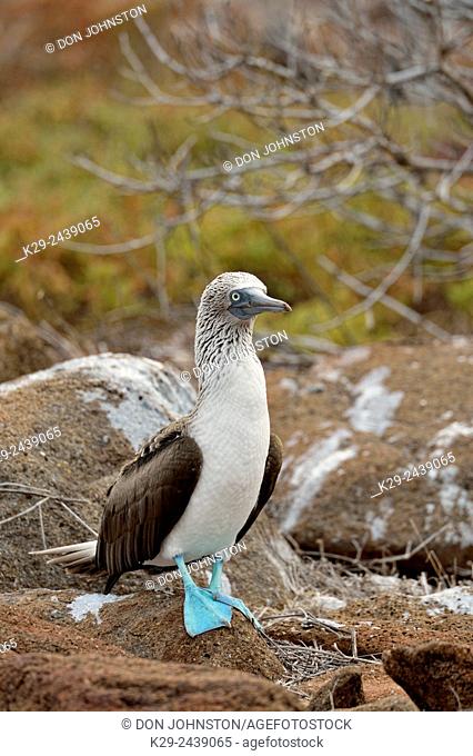 Blue-footed Booby (Sula nebouxii) courting courtship rituals, Galapagos Islands National Park, North Seymore Is. , Ecuador