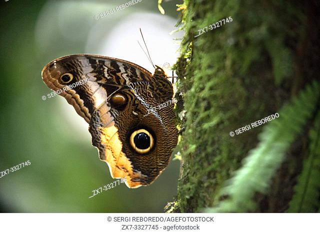 Butterfly caligo specie in Arenal in Costa Rica, Central America. The owl butterflies, the genus Caligo, are known for their huge eyespots
