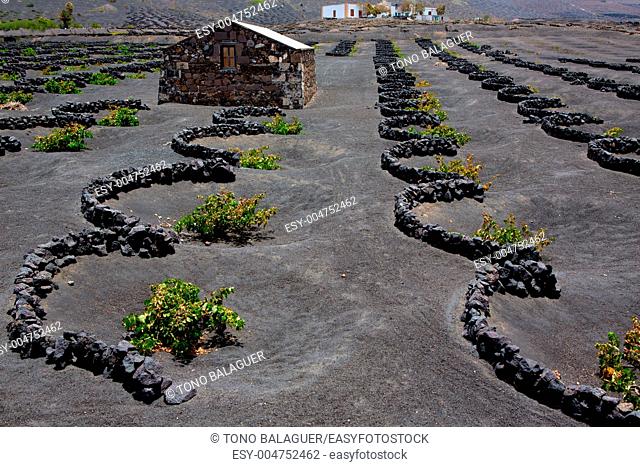 Lanzarote La Geria vineyard on black volcanic soil in Canary Islands