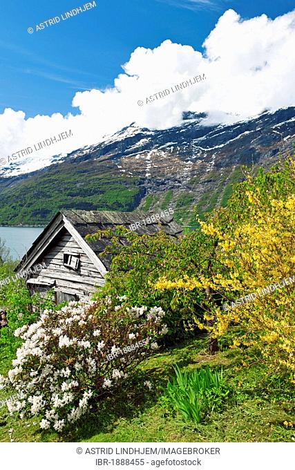 Old cabin with apple tree, Lofthus, Hardangerfjord, Norway, Europe