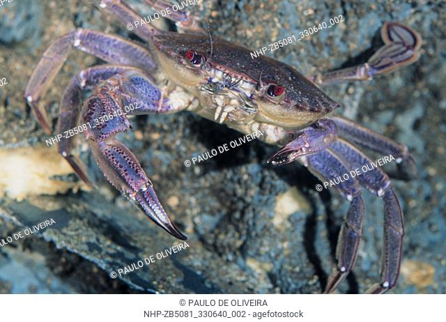Velvet swimming crab, Necora puber. Note the different size of the claws. In crustaceans upon predation or injury these animals can cast off their legs at a...