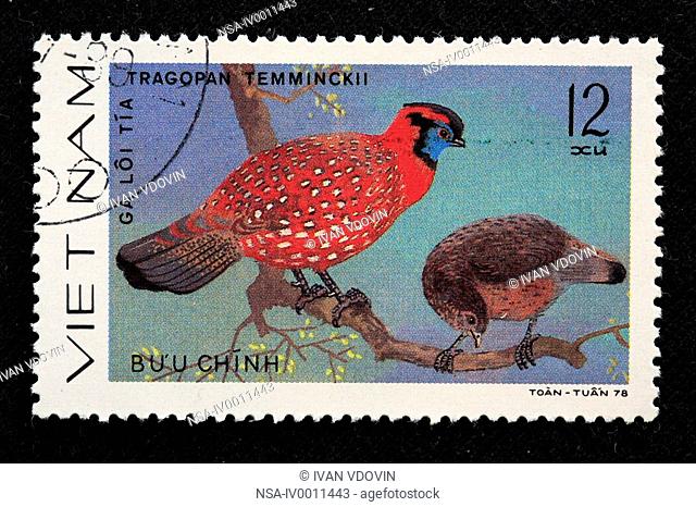 Temminck's Tragopan Tragopan temminckii, postage stamp, Vietnam, 1978