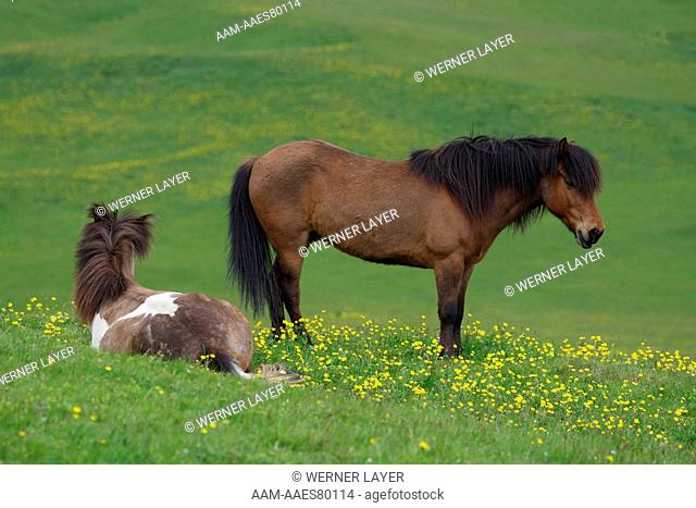 Icelandic Horses/ Ponies, Iceland