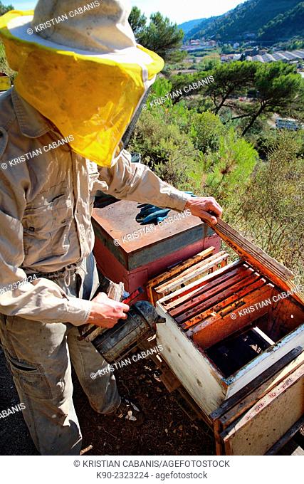 Beekeeper opening a beehive and spraying the bees, Dolceacqua, Italy, Europe