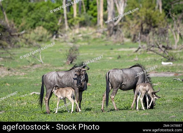 Wildebeests with babies on the floodplains in the Gomoti Plains area, a community run concession, on the edge of the Gomoti river system southeast of the...