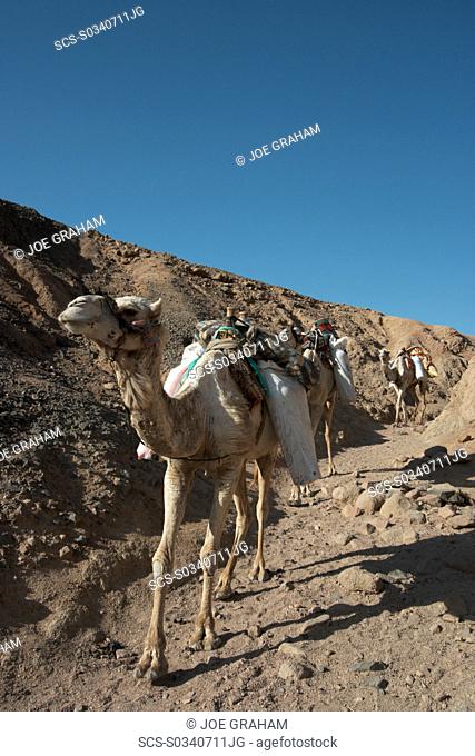 Camels on a small trail on their way to Ras Abu Galum, loaded down with diving equipment dahab South Sinai Egypt