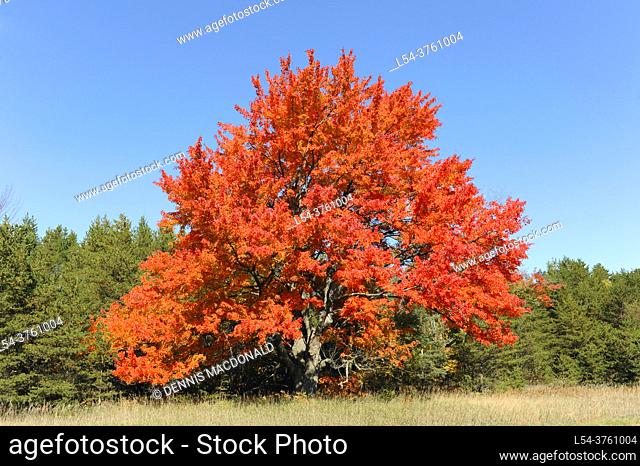 Golden Maple tree autumn fall colors michigan upper peninsula manistique michigan