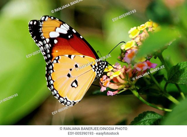 Plain tiger danaus chrysippus botanical garden ; Sibpur ; West Bengal ; India